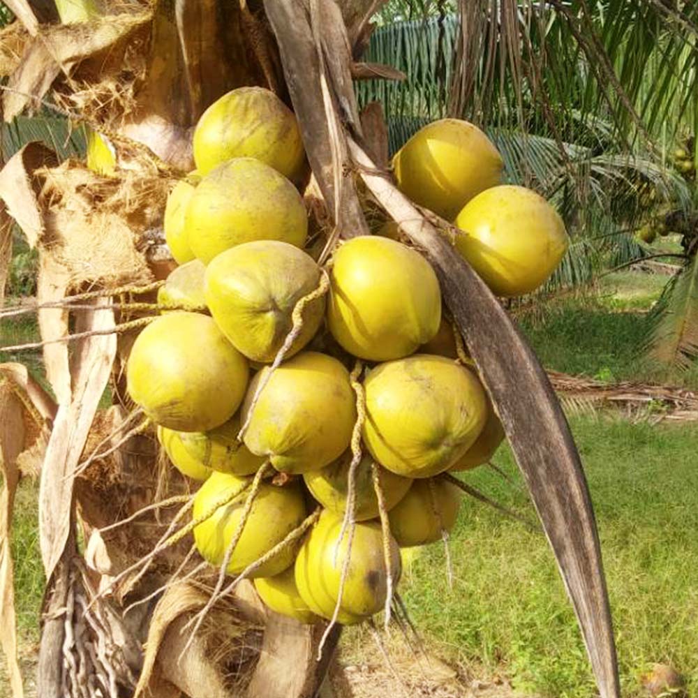 Matag Coconut (Kelapa Matag)