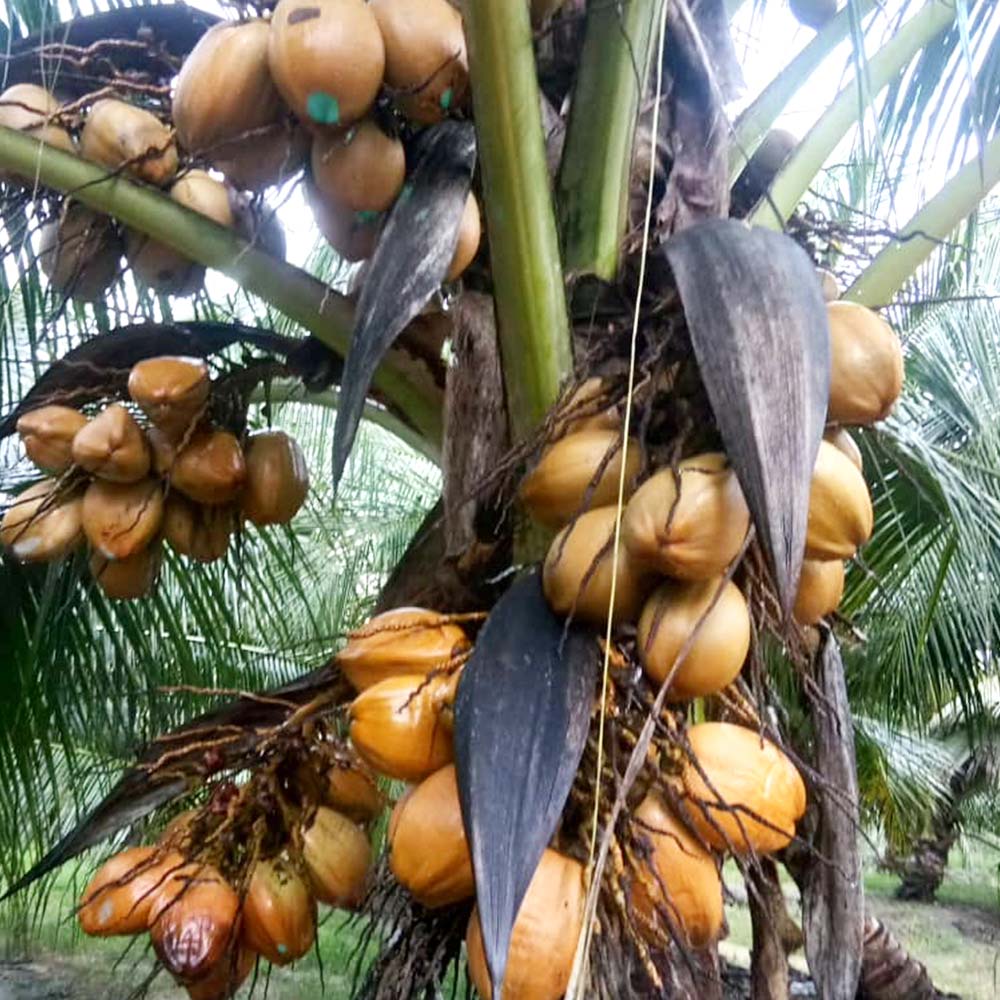 Mawa Coconut (Kelapa Mawa)