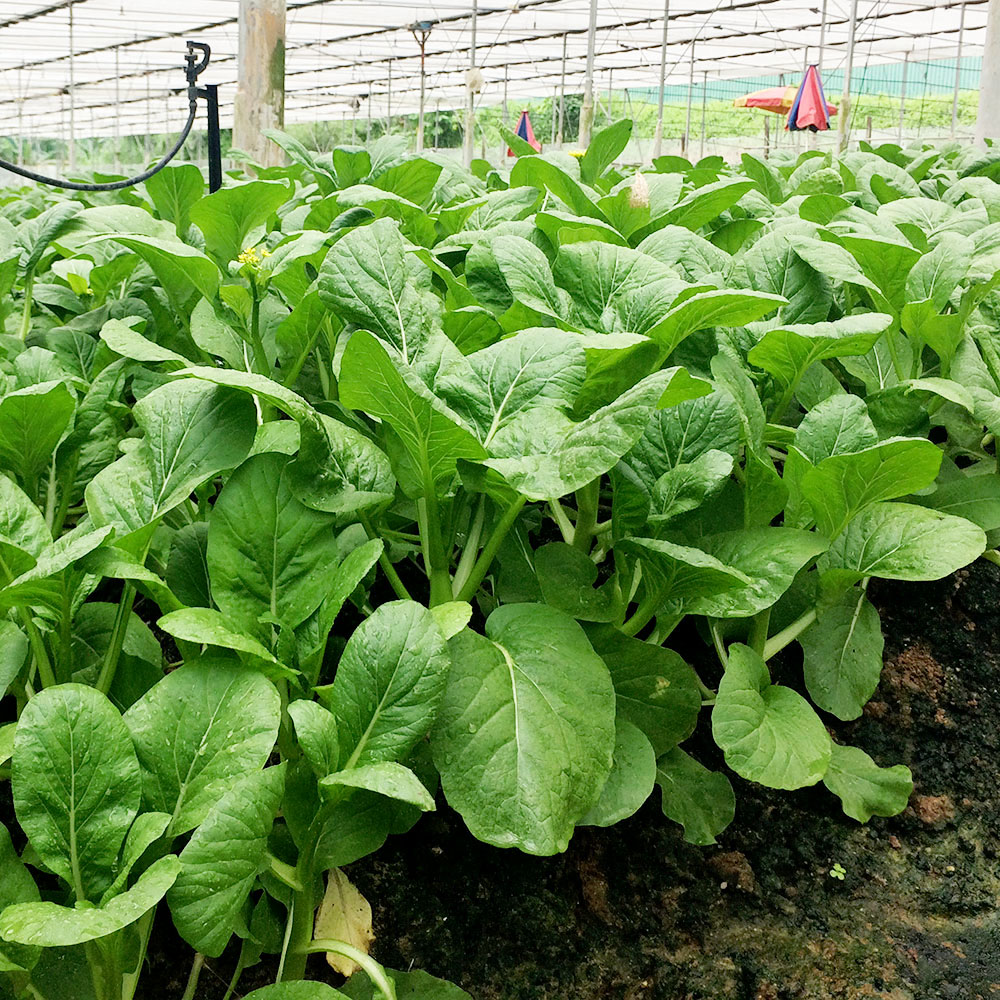 Cai Hua (Chinese flowering cabbage) Seedling