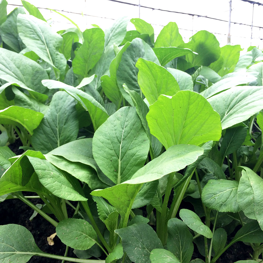 Cai Xin (Choy Sum) Seedling