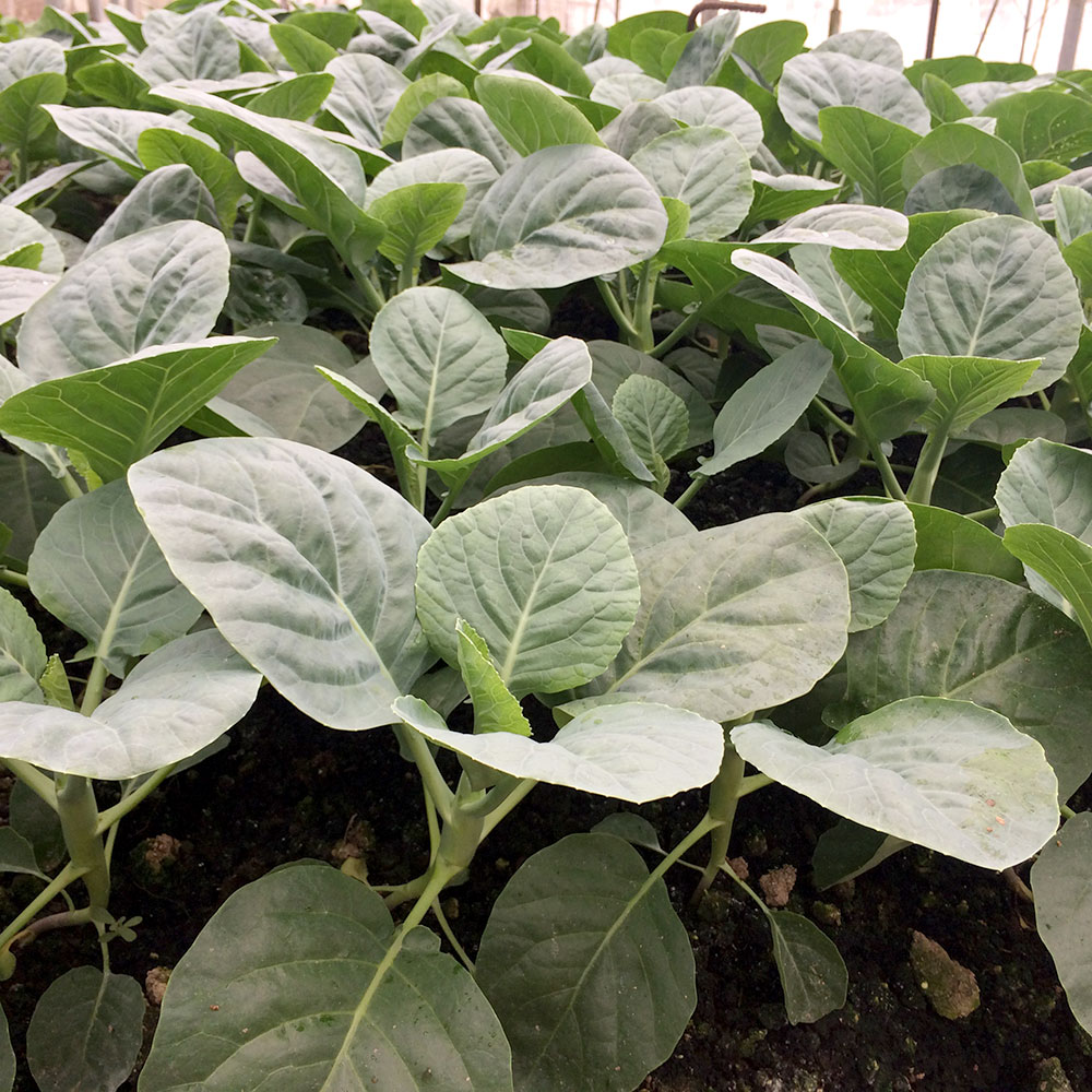 Chinese broccoli (Kai Lan) Seedling