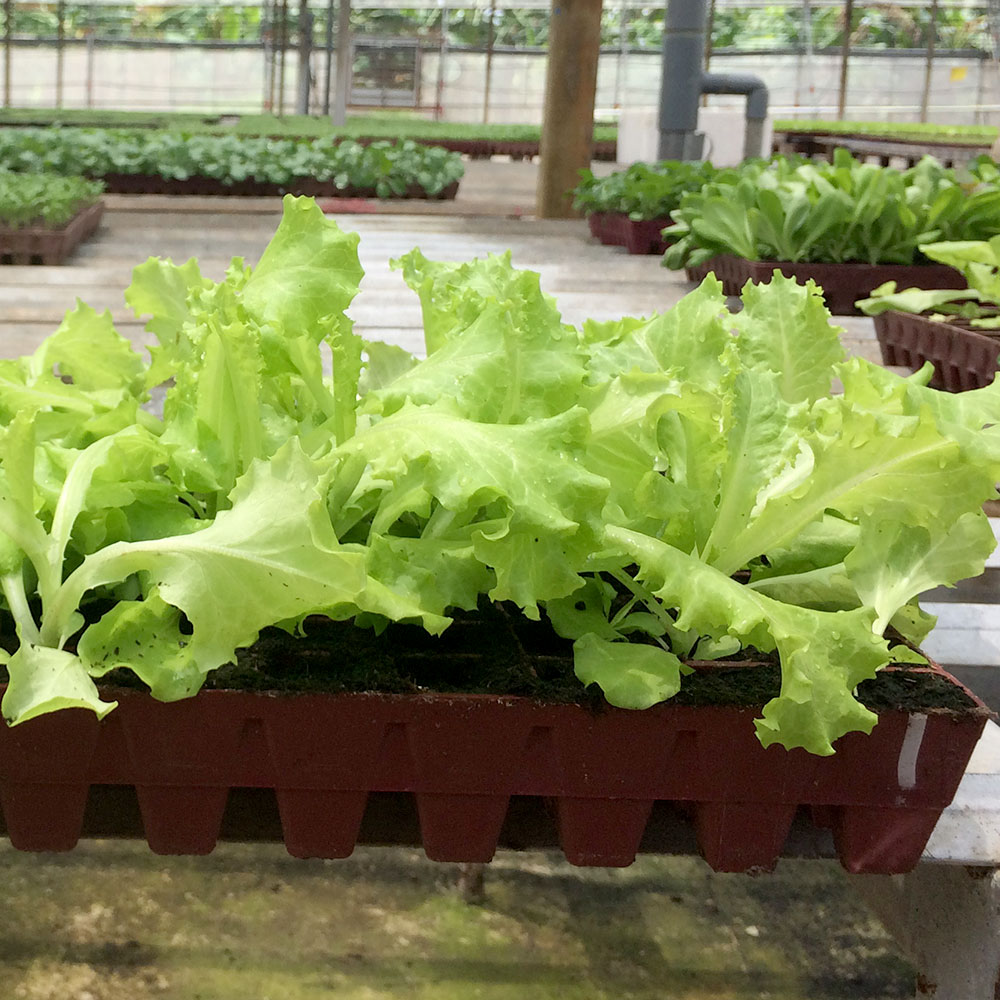 Korean Lettuce Seedling