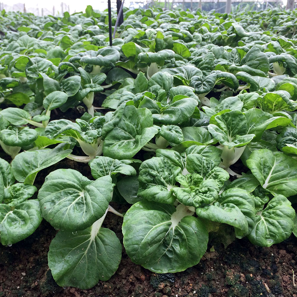 Milk Cabbage (Nai Bai) Seedling