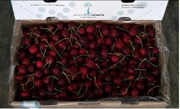 Argentina Red Cherries