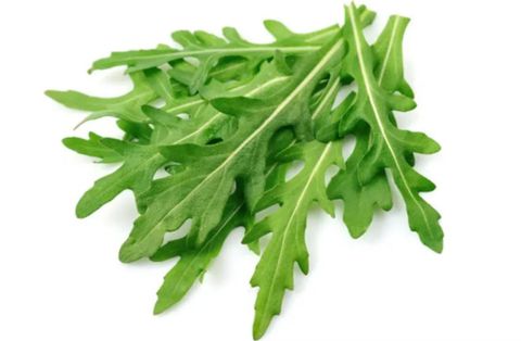 Arugula Rocket