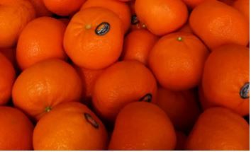 Aust Afourer Mandarin Oranges