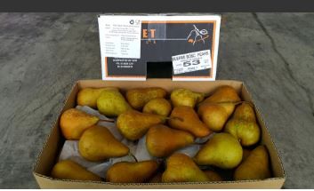 Aust Bosc Pears