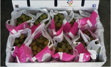 Aust Cotton Candy Grapes