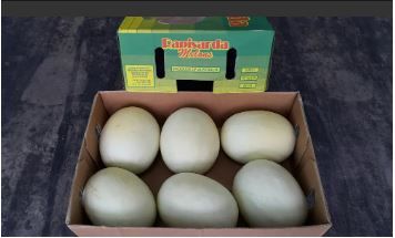 Aust Honey Dew Melons