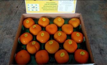 Aust Jiro Persimmons