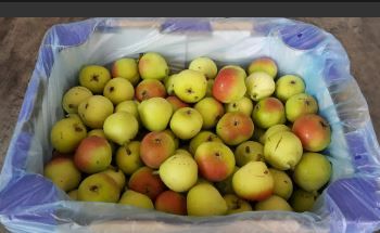 Aust King Size Paradise Pears