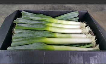 Aust Leeks Bulk