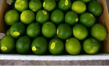 Aust Lime