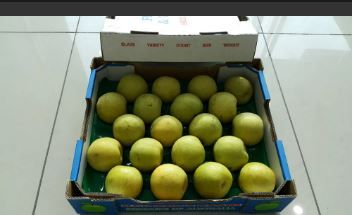 Aust Nashi Pears