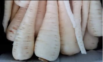 Aust Parsnip