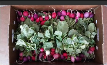 Aust Rainbow Radish