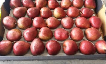 Aust Red Anjou Pears