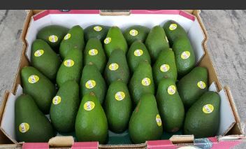 Aust Shepard Avocados