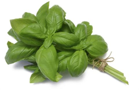 Basil