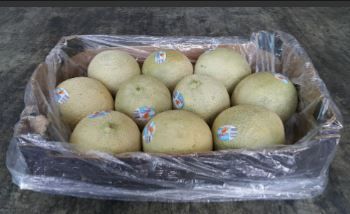 Brazil Cantaloupe Melons