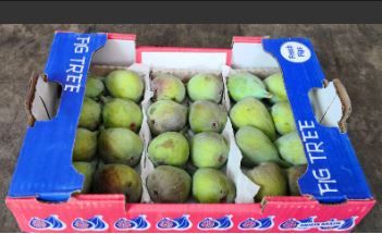 Brazil Figs