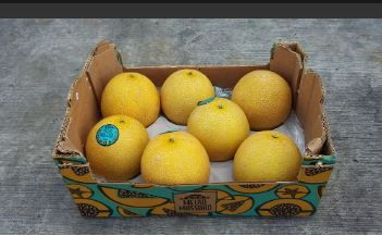 Brazil Galia Melons