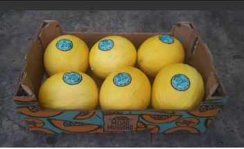 Brazil Honey Yellow Melons