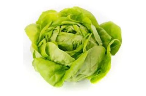 Butter Lettuce