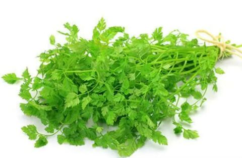 Chervil