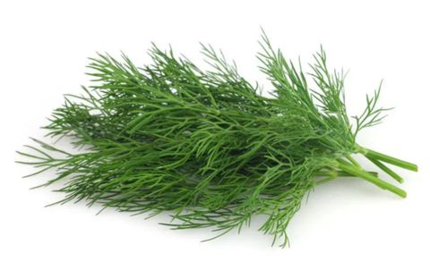 Dill