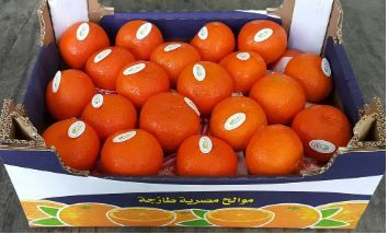 Egypt Freemont Mandarin Oranges