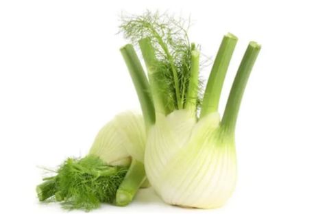 Fennel