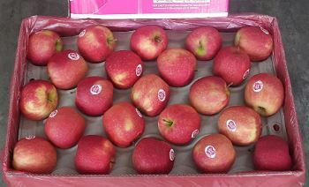 Italy Pink Lady Red Apples