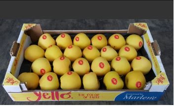 Italy Yello Apples