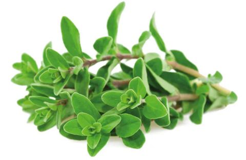 Marjoram