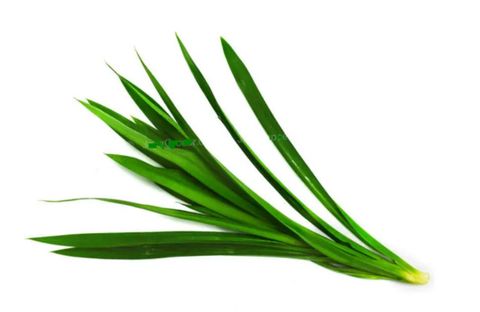 Pandan Leaf