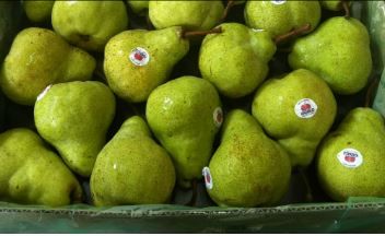 SA Packham Pears