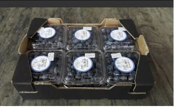 Spain Blueberries