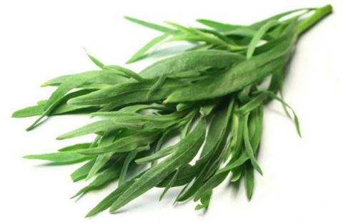 Tarragon