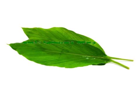 Turmeric Leaf