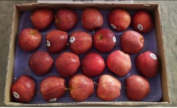 US Cameo Red Apples