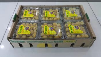 US Driscoll Golden Raspberries