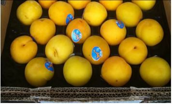 US Flavorellas Apricots