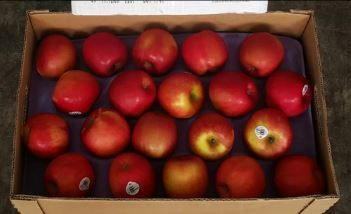 US Fuji Red Apples