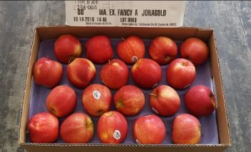 US Jonagold Red Apples