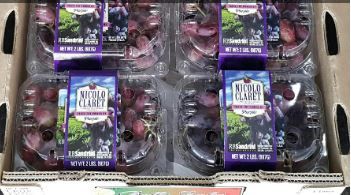 US Nicolo Purple Seedless Grapes