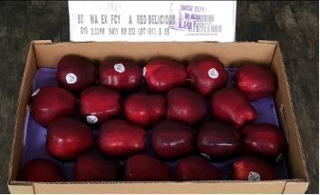 US Premium Red Del Apples