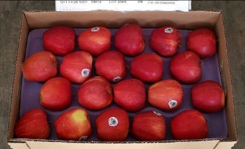 US Royal Gala Red Apples