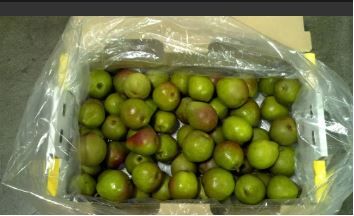 US Seckel Pears