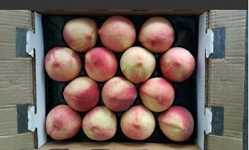 US Show Giant White Peaches